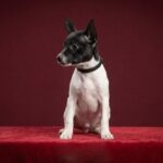 Magnum-male-Toy-Fox-Terrier-puppy-for-sale-2