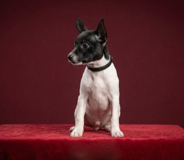 Magnum American toy fox terrier Magnum American toy fox terrier