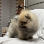 Marek-male-pomeranian-puppy-for-sale-1 (1)