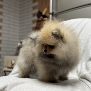 Marek Pomeranian Marek Pomeranian