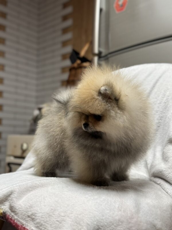 Marek Pomeranian Marek Pomeranian