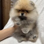 Marek-male-pomeranian-puppy-for-sale-1 (2)