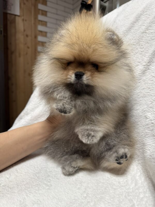 Marek Pomeranian Marek Pomeranian