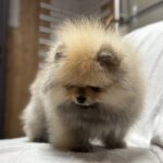 Marek-male-pomeranian-puppy-for-sale-1 (3)