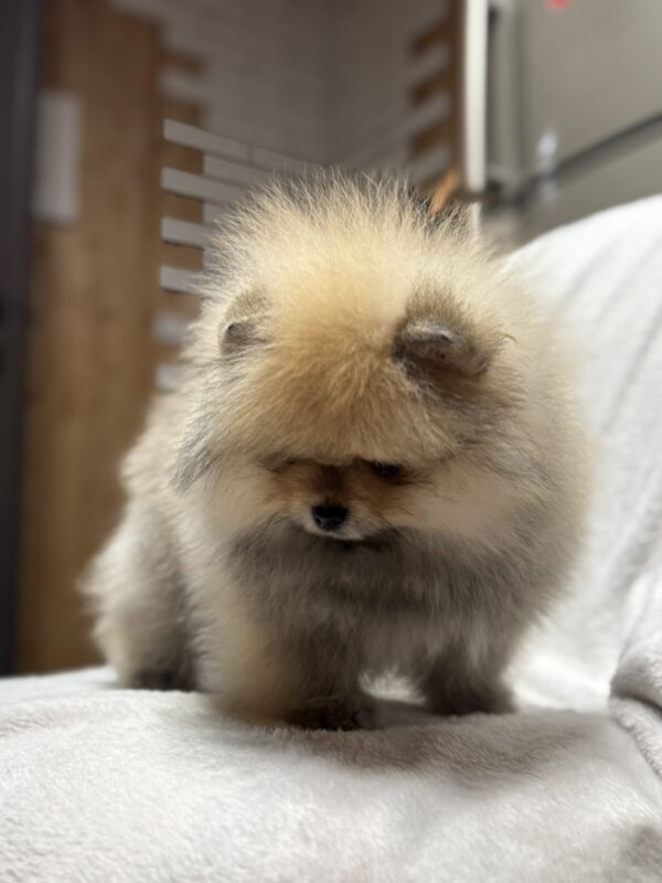 Marek Pomeranian Marek Pomeranian