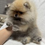 Marek-male-pomeranian-puppy-for-sale-1 (4)