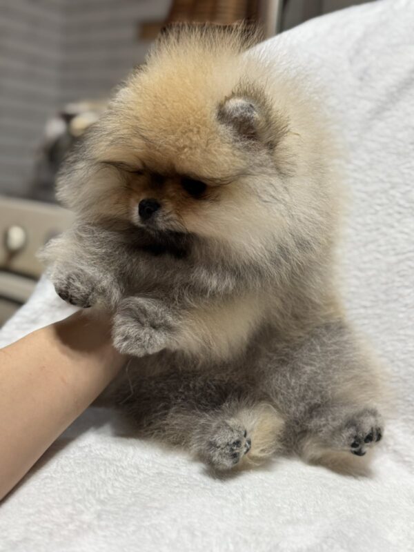Marek Pomeranian Marek Pomeranian