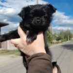 Martin-male-Chihuahua-puppy-for-sale-1