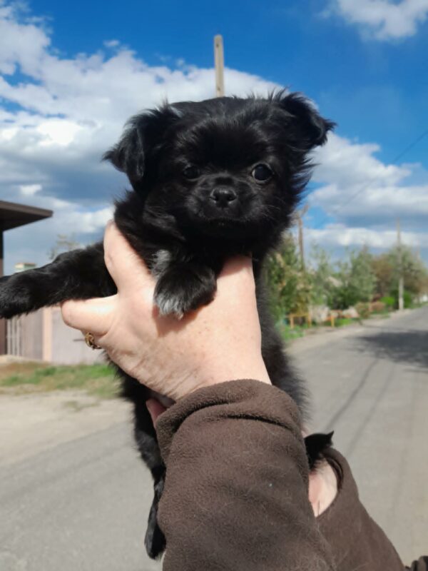 Martin Chihuahua Martin Chihuahua