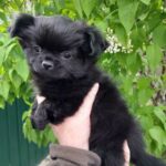 Martin-male-Chihuahua-puppy-for-sale-2