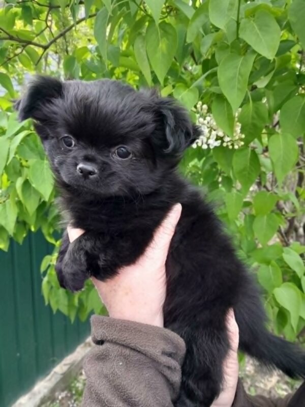 Martin Chihuahua Martin Chihuahua
