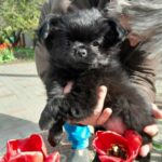 Martin-male-Chihuahua-puppy-for-sale-3