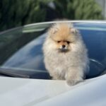 Maxwell-male-pomeranian-puppy-for-sale-1 (1)
