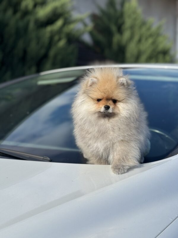 Maxwell Pomeranian Maxwell Pomeranian