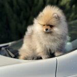 Maxwell-male-pomeranian-puppy-for-sale-1 (2)