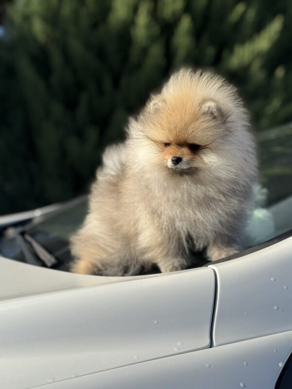 Maxwell Pomeranian Maxwell Pomeranian