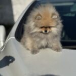 Maxwell-male-pomeranian-puppy-for-sale-1 (3)