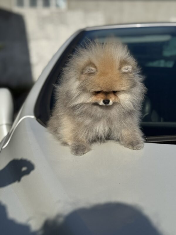 Maxwell Pomeranian Maxwell Pomeranian
