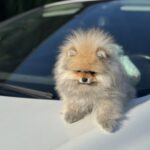 Maxwell-male-pomeranian-puppy-for-sale-1 (4)
