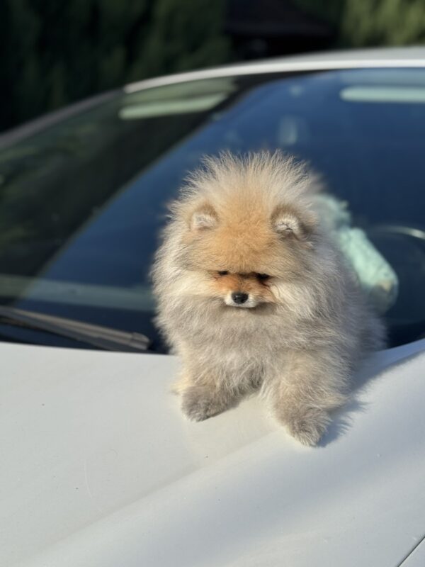 Maxwell Pomeranian Maxwell Pomeranian