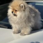 Maxwell-male-pomeranian-puppy-for-sale-1 (5)