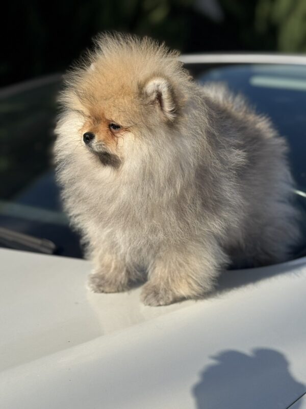 Maxwell Pomeranian Maxwell Pomeranian