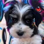Mendy-female-miniature-schnauzer-puppy-for-sale- (1)