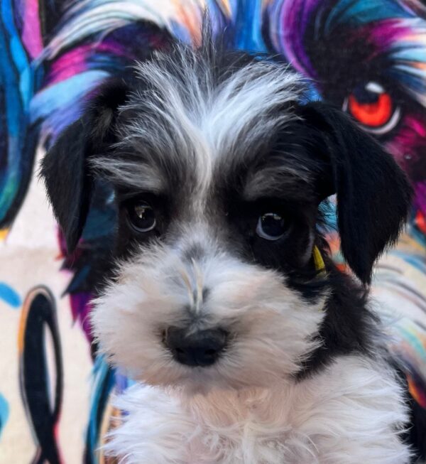 Mendy Miniature Schnauzer Mendy Miniature Schnauzer