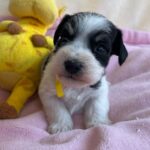Mendy-female-miniature-schnauzer-puppy-for-sale- (1)