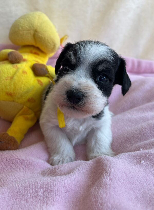 Mendy Miniature Schnauzer Mendy Miniature Schnauzer