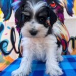 Mendy-female-miniature-schnauzer-puppy-for-sale- (2)
