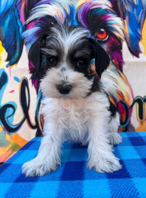 Mendy Miniature Schnauzer Mendy Miniature Schnauzer