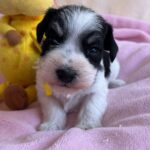 Mendy-female-miniature-schnauzer-puppy-for-sale- (2)
