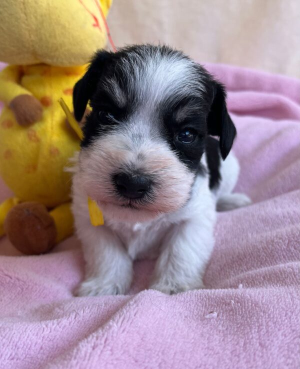 Mendy Miniature Schnauzer Mendy Miniature Schnauzer