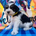 Mendy-female-miniature-schnauzer-puppy-for-sale- (3)