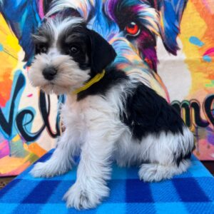 Mendy Miniature Schnauzer Mendy Miniature Schnauzer