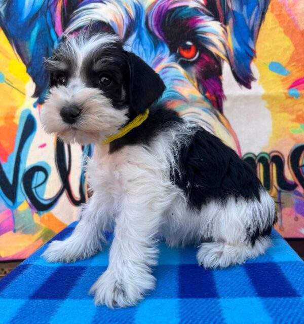Mendy Miniature Schnauzer Mendy Miniature Schnauzer