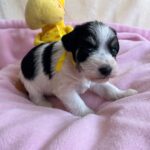 Mendy-female-miniature-schnauzer-puppy-for-sale- (3)