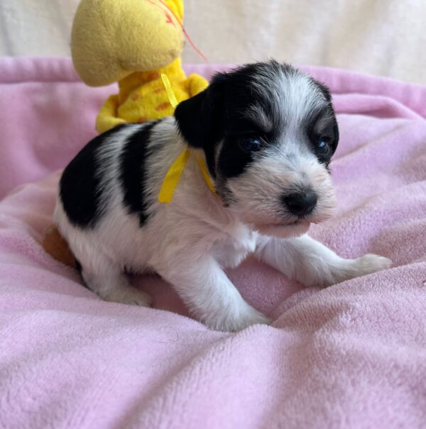 Mendy Miniature Schnauzer Mendy Miniature Schnauzer