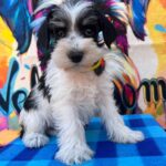 Mendy-female-miniature-schnauzer-puppy-for-sale- (4)
