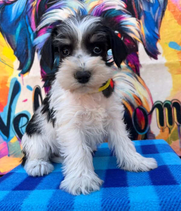 Mendy Miniature Schnauzer Mendy Miniature Schnauzer
