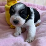 Mendy-female-miniature-schnauzer-puppy-for-sale- (4)