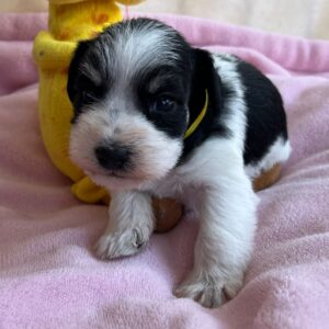 Mendy Miniature Schnauzer Mendy Miniature Schnauzer