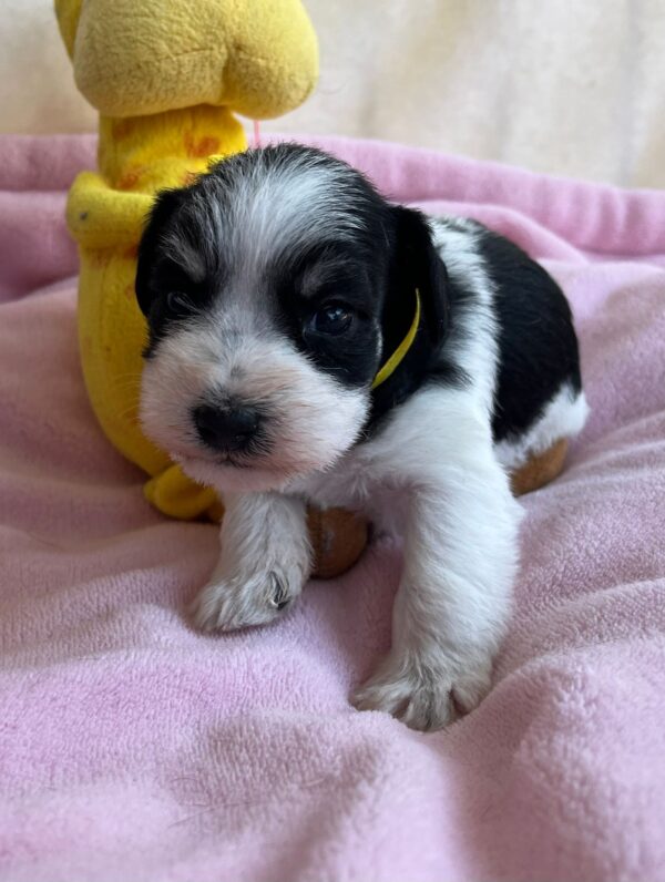 Mendy Miniature Schnauzer Mendy Miniature Schnauzer