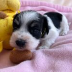 Mendy-female-miniature-schnauzer-puppy-for-sale- (5)