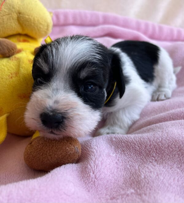 Mendy Miniature Schnauzer Mendy Miniature Schnauzer
