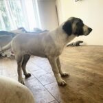 Mia-female-Kangal-puppy-for-sale-1