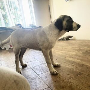 Mia Kangal Mia Kangal