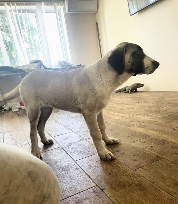 Mia Kangal Mia Kangal