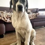 Mia-female-Kangal-puppy-for-sale-2